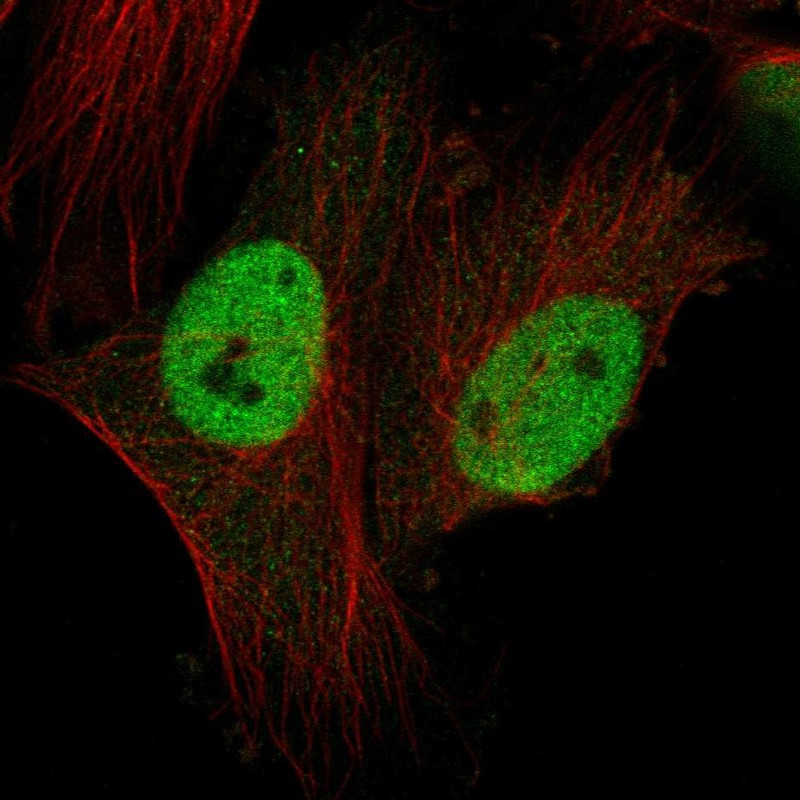 Immunofluorescent staining of human cell line U-251 MG shows localization to nucleoplasm.