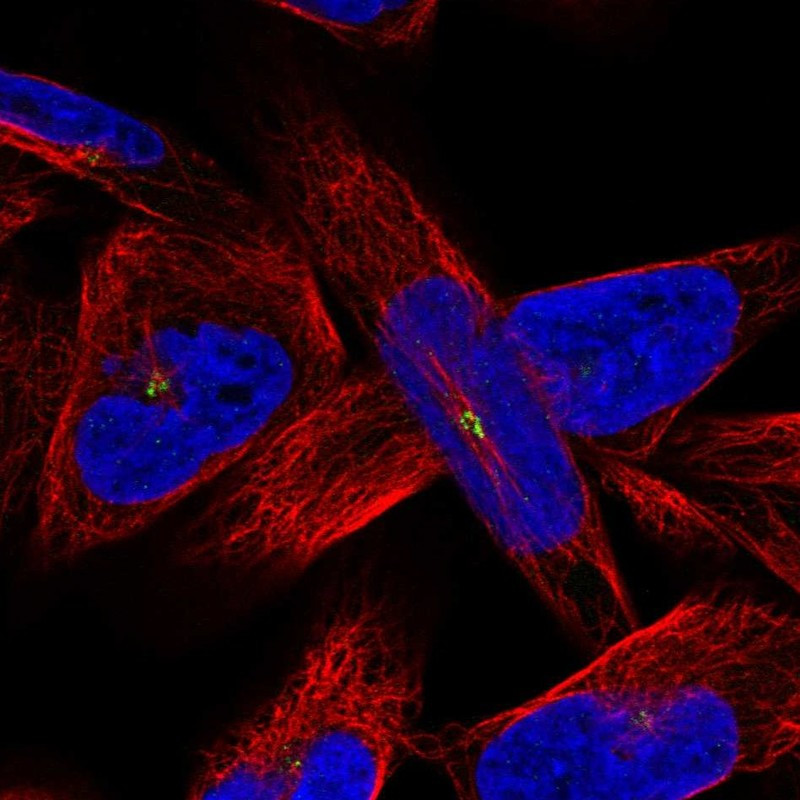 Immunofluorescent staining of human cell line RH-30 shows localization to centrosome.