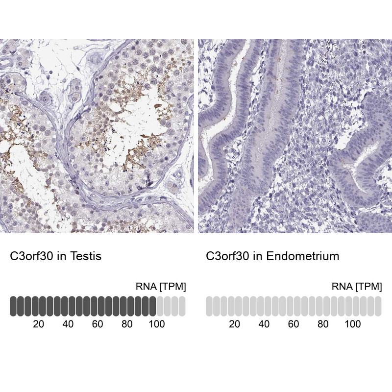 Immunohistochemistry analysis in human testis and endometrium tissues using Anti-C3orf30 antibody. Corresponding C3orf30 RNA-seq data are presented for the same tissues.