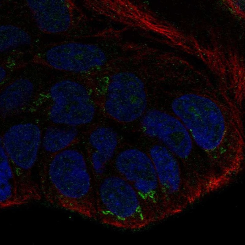 Immunofluorescent staining of human cell line CACO-2 shows localization to the Golgi apparatus.