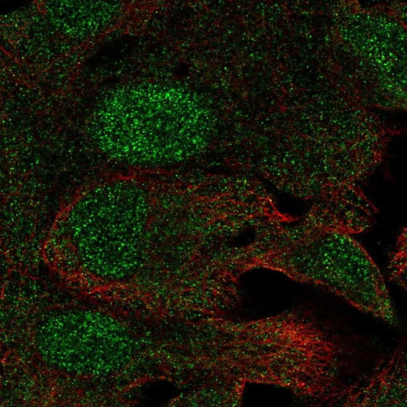 Immunofluorescent staining of human cell line A549 shows localization to nucleus & cytosol.