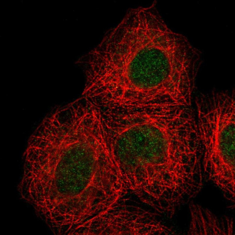 Immunofluorescent staining of human cell line MCF7 shows localization to nucleus.