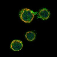 Immunofluorescent staining of human cell line HEL shows localization to plasma membrane.