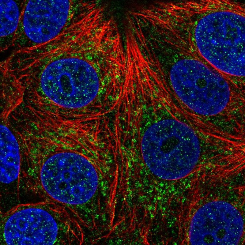Immunofluorescent staining of human cell line MCF7 shows localization to mitochondria.