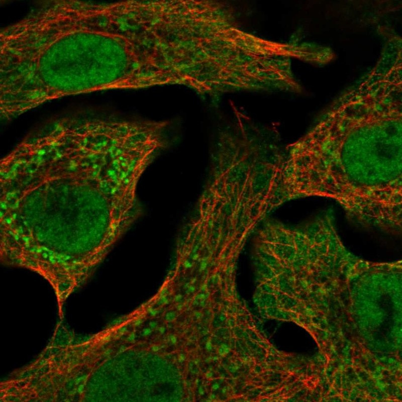 Immunofluorescent staining of human cell line A549 shows localization to nucleoplasm, plasma membrane & mitochondria.