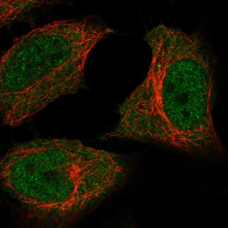 Immunofluorescent staining of human cell line HeLa shows localization to nucleoplasm & cytosol.