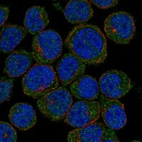 Immunofluorescent staining of human cell line HEL shows localization to plasma membrane & centriolar satellites.