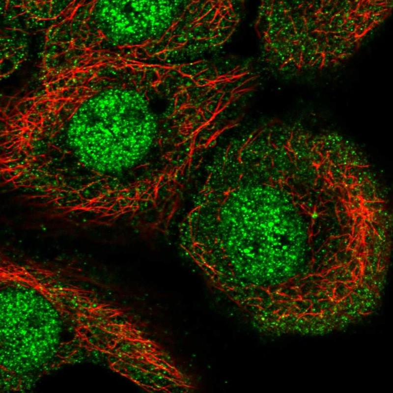 Immunofluorescent staining of human cell line HaCaT shows localization to nucleoplasm, cytosol & centrosome.