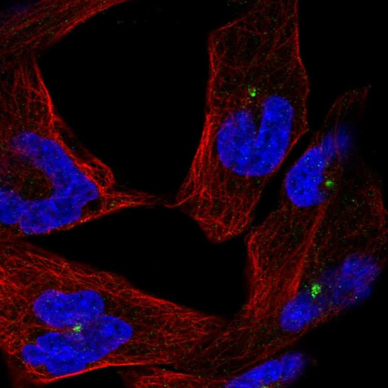Immunofluorescent staining of human cell line RH-30 shows localization to centrosome.
