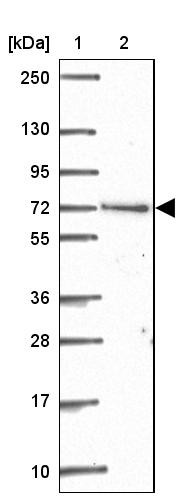 Lane 1: Marker [kDa] 250, 130, 95, 72, 55, 36, 28, 17, 10<br/>Lane 2: Human cell line RT-4