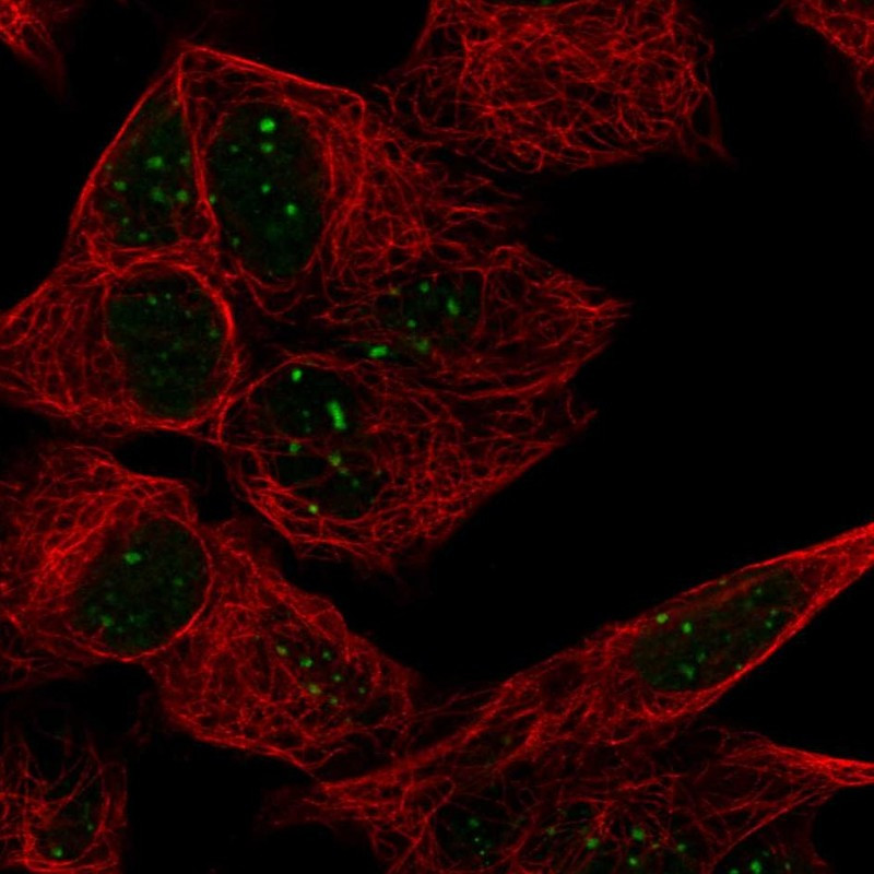 Immunofluorescent staining of human cell line SH-SY5Y shows localization to nuclear bodies.