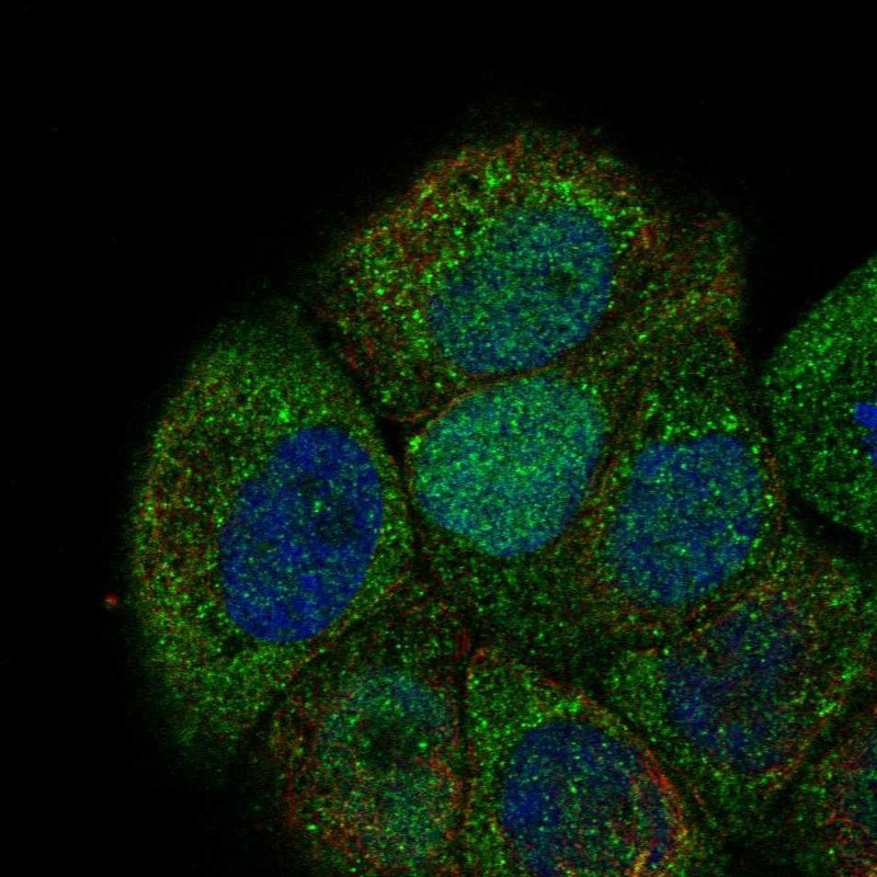 Immunofluorescent staining of human cell line HaCaT shows localization to nucleus, cytosol, cytokinetic bridge & mitotic spindle.