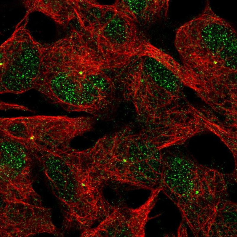Immunofluorescent staining of human cell line SH-SY5Y shows localization to nucleus & centrosome.