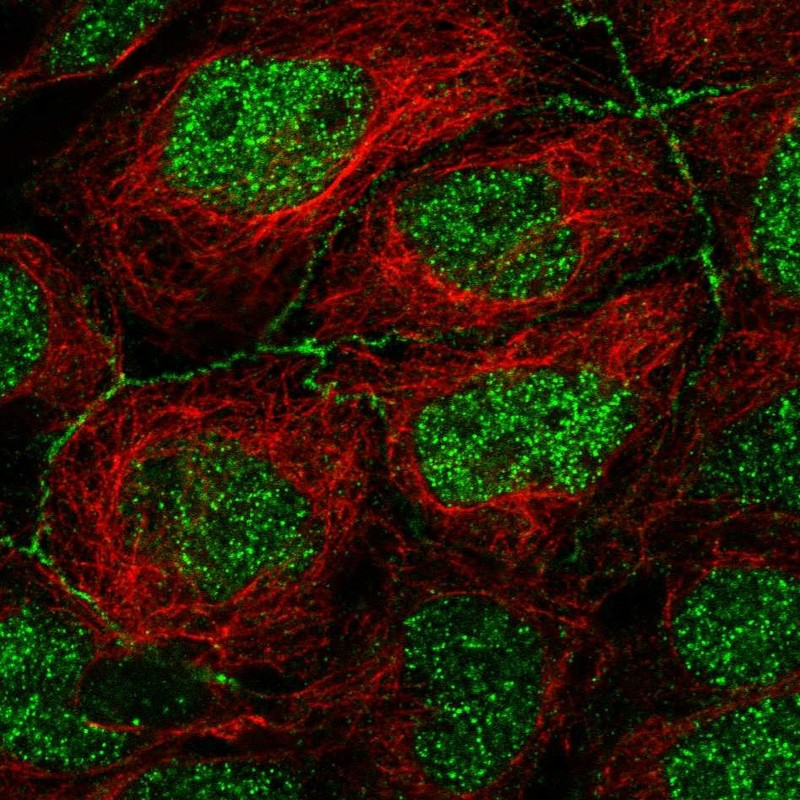 Immunofluorescent staining of human cell line CACO-2 shows localization to nucleoplasm & cell junctions.