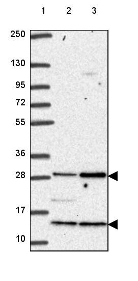 Lane 1: Marker [kDa] 250, 130, 95, 72, 55, 36, 28, 17, 10<br/>Lane 2: Human cell line RT-4<br/>Lane 3: Human cell line U-251 MG