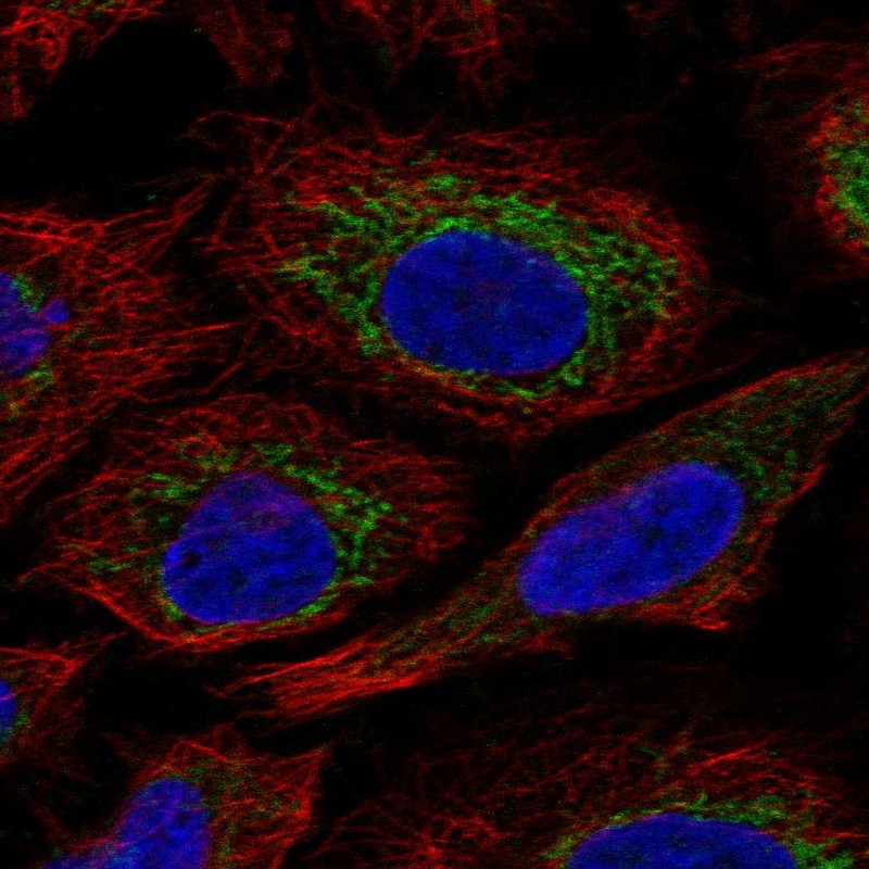 Immunofluorescent staining of human cell line SiHa shows localization to mitochondria.