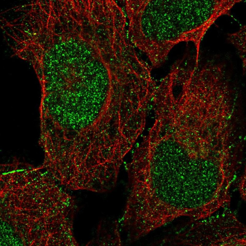 Immunofluorescent staining of human cell line U-2 OS shows localization to nucleus & cell junctions.