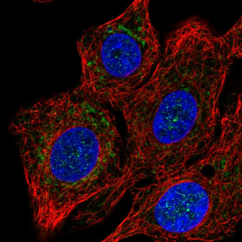 Immunofluorescent staining of human cell line A549 shows localization to mitochondria.