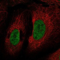 Immunofluorescent staining of human cell line U-2 OS shows localization to nucleoplasm.