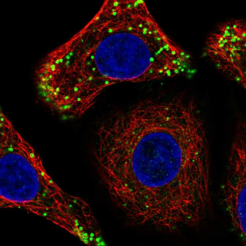 Immunofluorescent staining of human cell line A549 shows localization to lipid droplets.