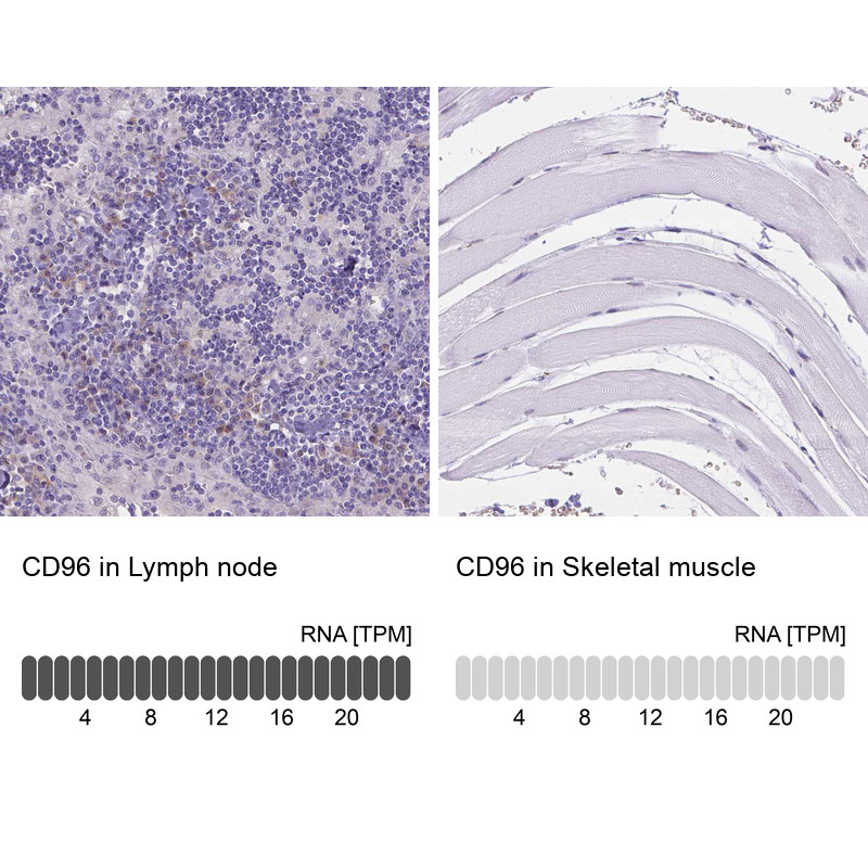 Immunohistochemistry analysis in human lymph node and skeletal muscle tissues using HPA066754 antibody. Corresponding CD96 RNA-seq data are presented for the same tissues.