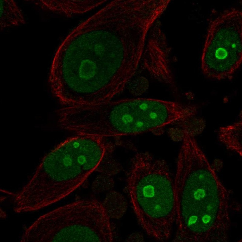Immunofluorescent staining of human cell line PC-3 shows localization to nucleus & nucleoli.