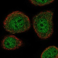 Immunofluorescent staining of human cell line HaCaT shows localization to nucleoplasm, cytosol, centriolar satellites & cytokinetic bridge.