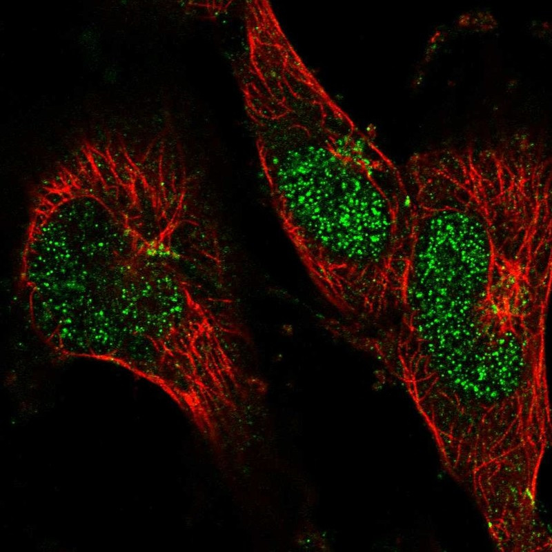 Immunofluorescent staining of human cell line U-251 MG shows localization to nucleus & the Golgi apparatus.