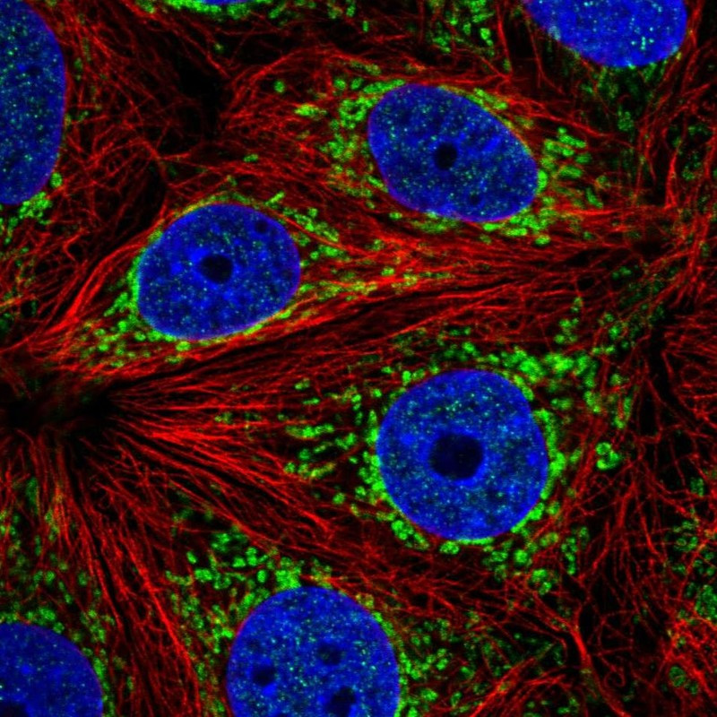 Immunofluorescent staining of human cell line MCF7 shows localization to mitochondria.
