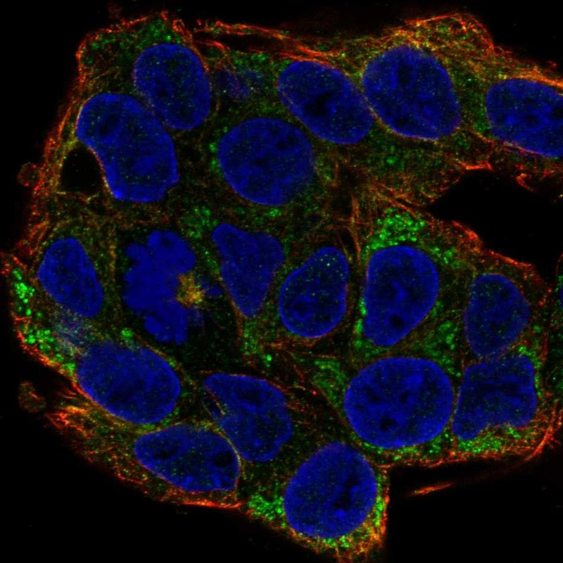 Immunofluorescent staining of human cell line Hep G2 shows localization to cytosol & mitochondria.