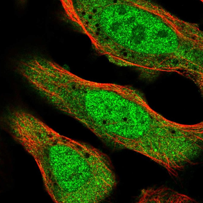 Immunofluorescent staining of human cell line U-2 OS shows localization to nucleoplasm & cytosol.