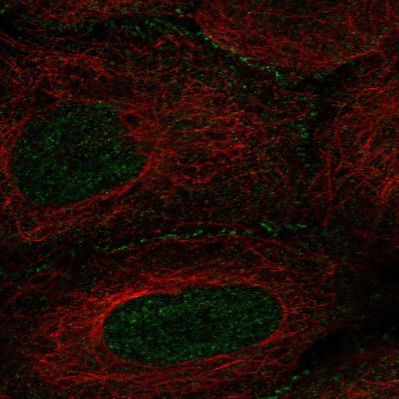 Immunofluorescent staining of human cell line U-2 OS shows localization to nucleus & cell junctions.