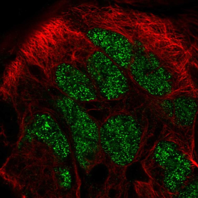 Immunofluorescent staining of human cell line CACO-2 shows localization to nucleus.