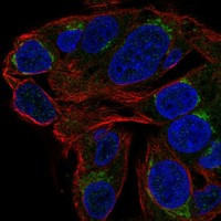 Immunofluorescent staining of human cell line Hep G2 shows localization to the Golgi apparatus.
