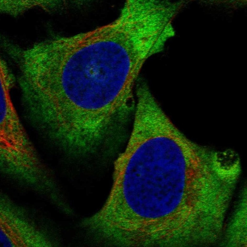 Immunofluorescent staining of human cell line U-2 OS shows localization to cytosol.