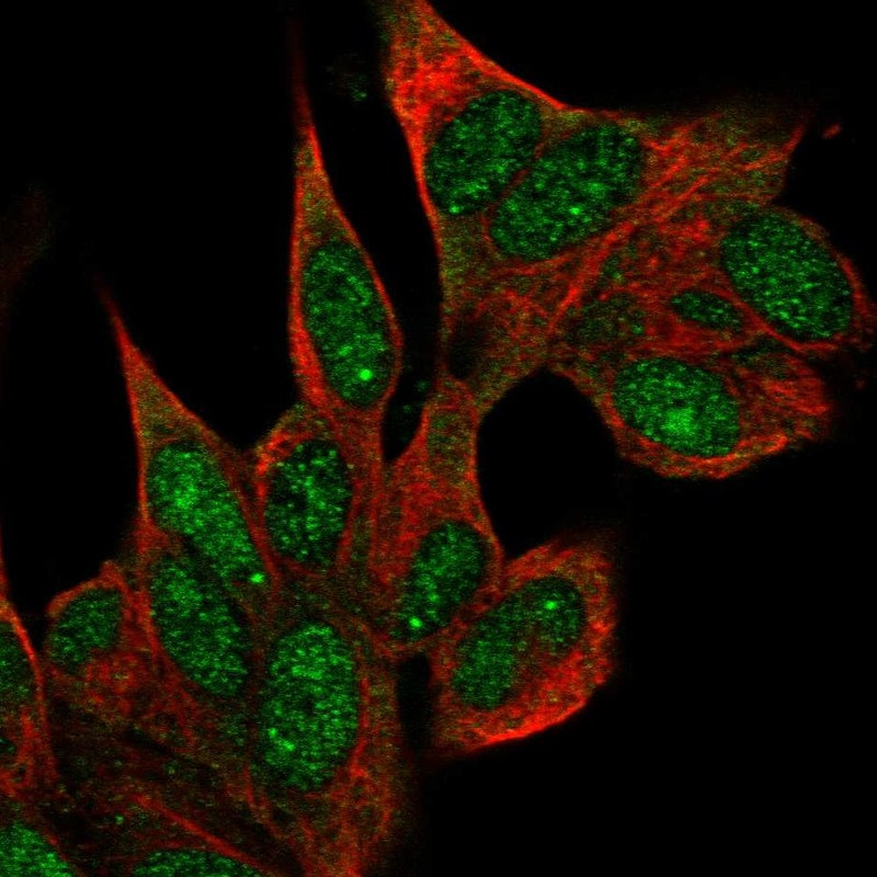 Immunofluorescent staining of human cell line SH-SY5Y shows localization to nucleus & nuclear bodies.