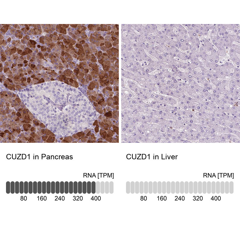 Immunohistochemistry analysis in human pancreas and liver tissues using HPA068660 antibody. Corresponding CUZD1 RNA-seq data are presented for the same tissues.