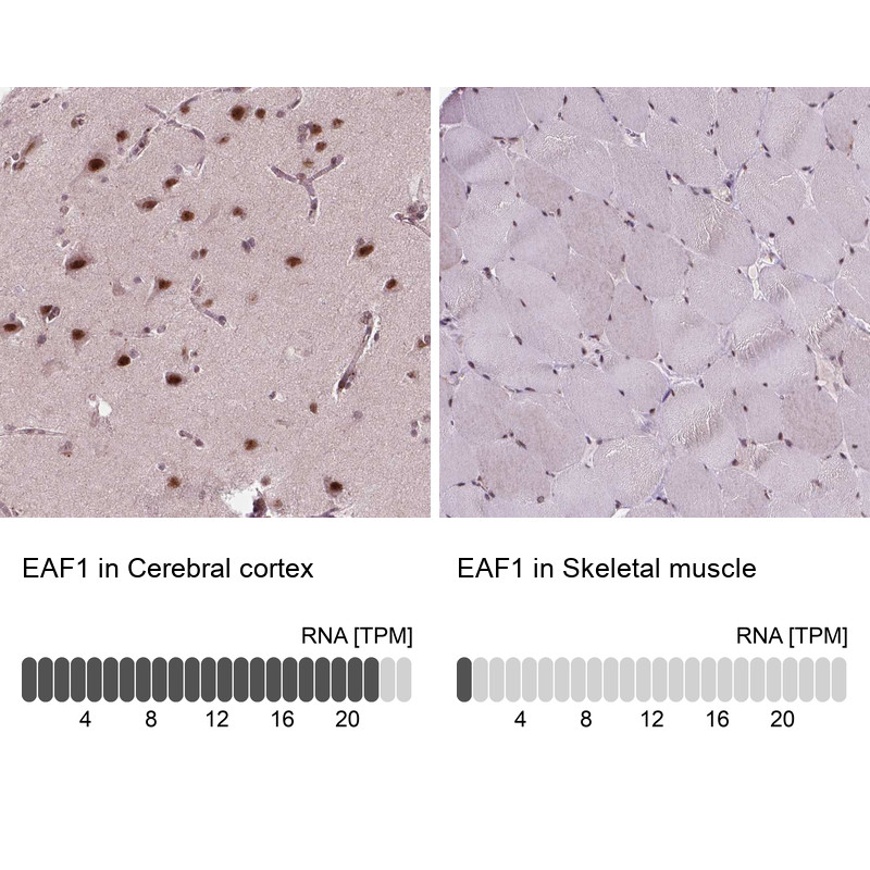 Immunohistochemistry analysis in human cerebral cortex and skeletal muscle tissues using Anti-EAF1 antibody. Corresponding EAF1 RNA-seq data are presented for the same tissues.