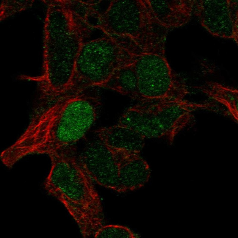 Immunofluorescent staining of human cell line HEK 293 shows localization to nucleus.