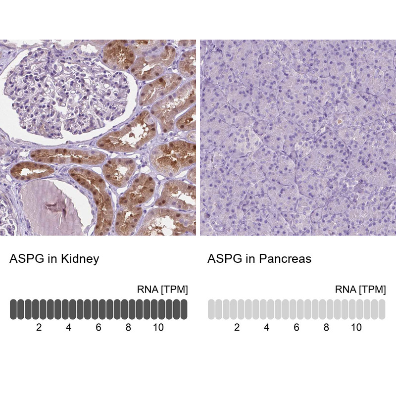 Immunohistochemistry analysis in human kidney and pancreas tissues using Anti-ASPG antibody. Corresponding ASPG RNA-seq data are presented for the same tissues.