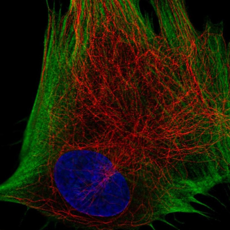 Immunofluorescent staining of human cell line BJ shows localization to actin filaments.