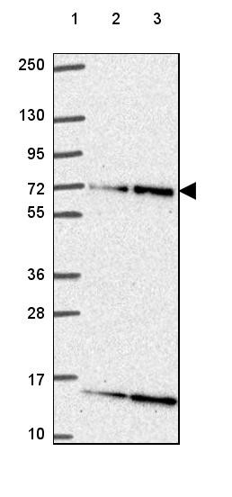 Lane 1: Marker [kDa] 250, 130, 95, 72, 55, 36, 28, 17, 10<br/>Lane 2: Human cell line RT-4<br/>Lane 3: Human cell line U-251 MG
