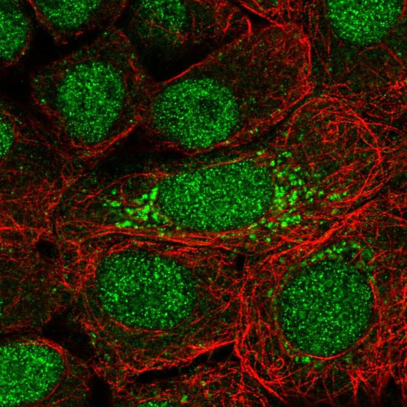 Immunofluorescent staining of human cell line MCF7 shows localization to nucleoplasm & mitochondria.