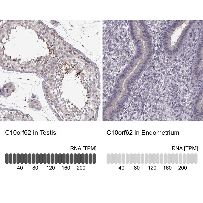 Immunohistochemistry analysis in human testis and endometrium tissues using Anti-C10orf62 antibody. Corresponding C10orf62 RNA-seq data are presented for the same tissues.