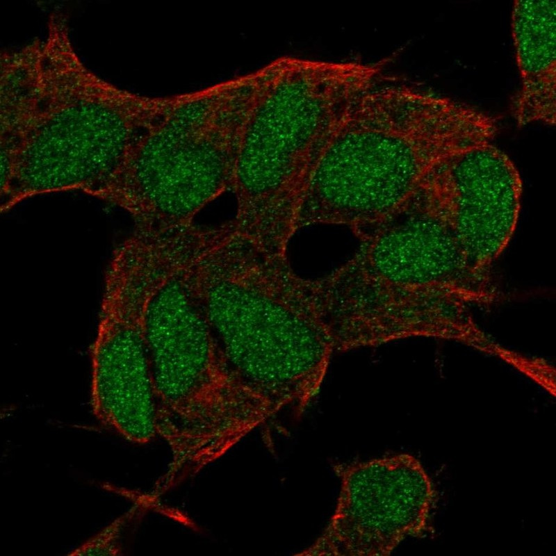Immunofluorescent staining of human cell line SH-SY5Y shows localization to nucleus.
