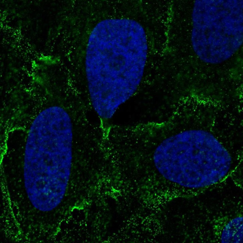 Immunofluorescent staining of human cell line U-2 OS shows localization to plasma membrane & cell junctions.