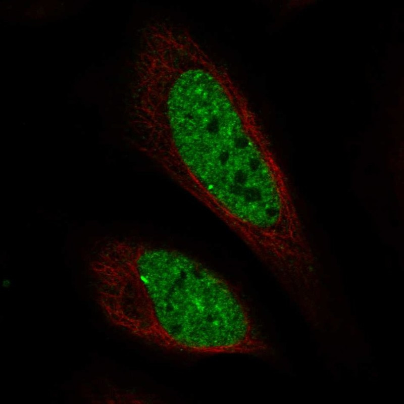 Immunofluorescent staining of human cell line U-2 OS shows localization to nucleoplasm & nuclear bodies.