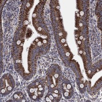 Immunohistochemical staining of human small intestine shows strong granular positivity in glandular cells.