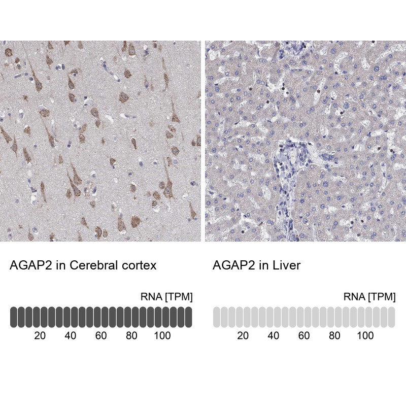 Immunohistochemistry analysis in human cerebral cortex and liver tissues using Anti-AGAP2 antibody. Corresponding AGAP2 RNA-seq data are presented for the same tissues.