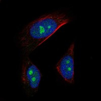 Immunofluorescent staining of human cell line U-251 MG shows localization to nucleoplasm & nucleoli.